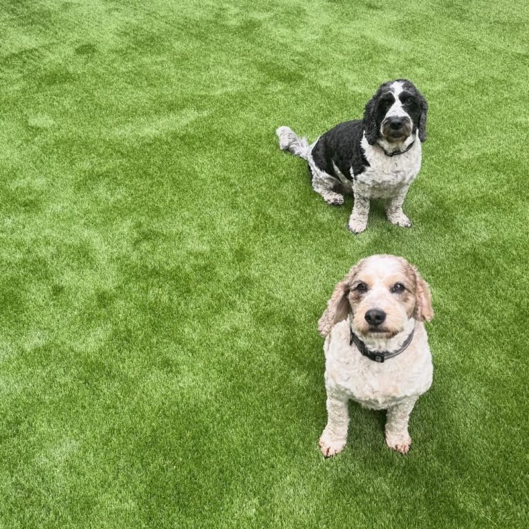 pet_friendly_artificial_grass_dogs